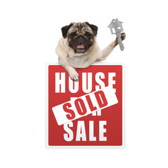 happy pug puppy dog hanging with paws on red house sold sign holding up house key, isolated on white background