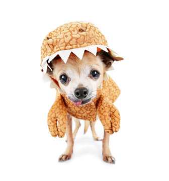 Cute Chihuahua Dressed In A Dinosaur Costume Isolated On A White Background