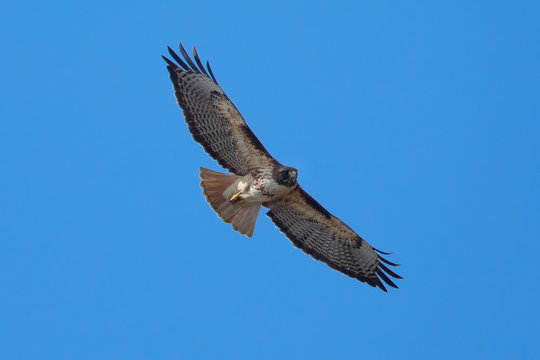 Red-tailed hawk flying, seen in the wild in North California