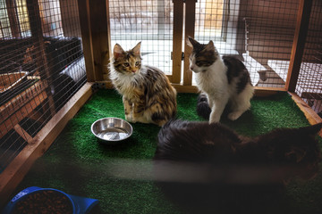 Maine coon exhibition