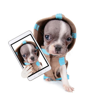 photo of a cute french bulldog puppy in a hoodie jacket studio shot on an isolated white background taking a selfie