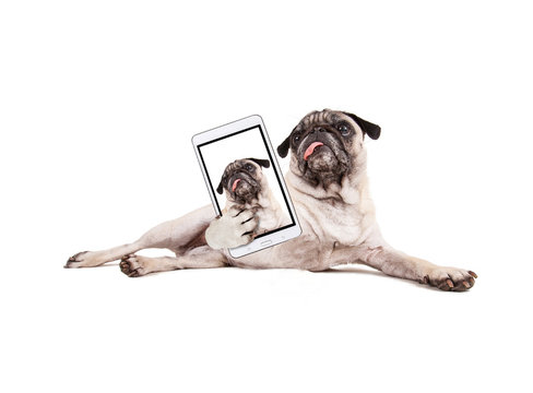 cute pug puppy with her tongue hanging out in the studio isolated on a white background taking a selfie