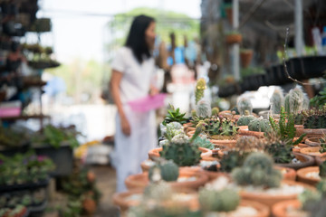 Cactus in small pot