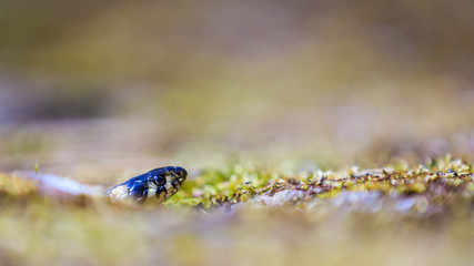 Waiting. A grass snake only showing its head