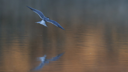 Common tern flying to greet the sunrise