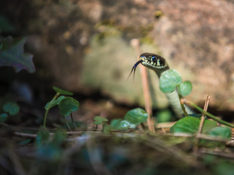 Aware! Grass snake 