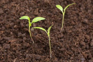 

New plant seed germinting from the soil