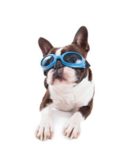 boston terrier with blue goggles on studio shot on an isolated white background