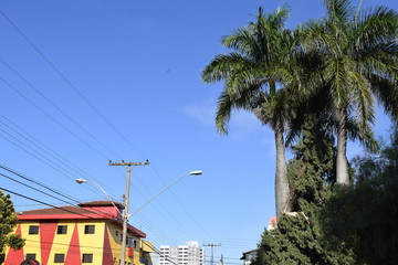 Fototapeta na wymiar Palmeiras, céu azul e construção vermelho e amarela