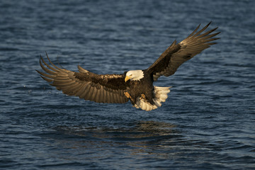 Mature Bald Eagle gliding in for a fish