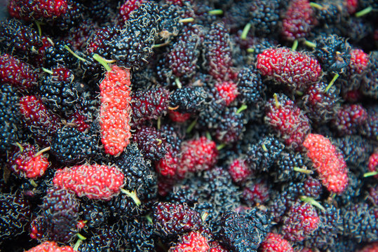 Malberry
