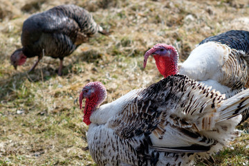 turkeys on grazing in spring