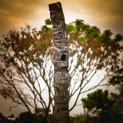 Fototapeta premium beautiful tree in venezuela
