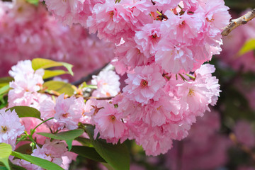 Close-up of Cherry Blossom or Sakura flower in springtime. Beautiful Pink Flowers. Selective focus and blurred background.