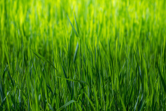 Spring wallpaper. View of close-up green grass at sunlight. Background with copy space. Ecology and nature concept. Selective focus.