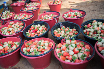 Fresh strawberry