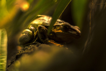 frosch, wald, natur, dschungel, wald