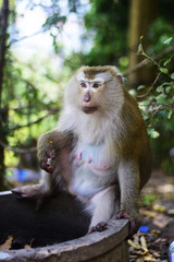 Mom Macaca Monkey at the waterhole