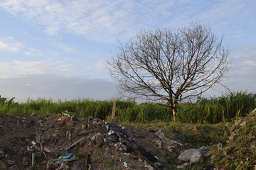 Árvore com vários galhos sem folhas próximo ao lixo