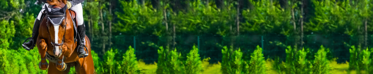 Horizontal photo banner for website header design. Sorrel horse and rider in uniform during showjumping competition. Blur green trees and sun rays as background. Copy space for your text. 