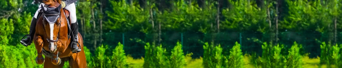 Crédence de cuisine en verre imprimé Léquitation Horizontal photo banner for website header design. Sorrel horse and rider in uniform during showjumping competition. Blur green trees and sun rays as background. Copy space for your text. 
