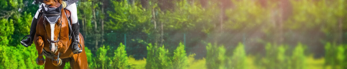 Bannière photo horizontale pour la conception d& 39 en-tête de site Web. Cheval et cavalier oseille en uniforme lors d& 39 une compétition de saut d& 39 obstacles. Flou des arbres verts et des rayons du soleil en arrière-plan. Copiez l& 39 espace pour vot