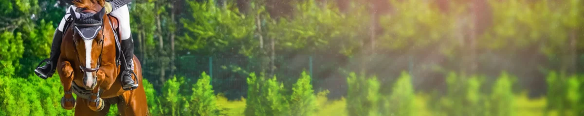 Foto op Plexiglas Horizontale fotobanner voor het ontwerp van de websitekoptekst. Zuring paard en ruiter in uniform tijdens springconcours. Vervagen groene bomen en zonnestralen als achtergrond. Kopieer ruimte voor uw tekst. © taylon
