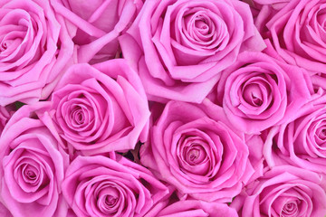 Fototapeta na wymiar Bouquet of pink roses as background, texture