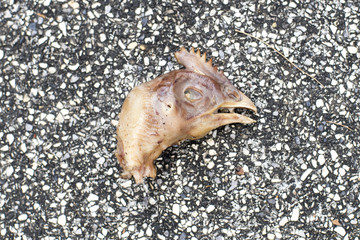 Chicken head on whets stone background and surface of terrazzo floor