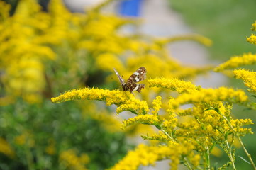 Butterly on a yellow summer flower