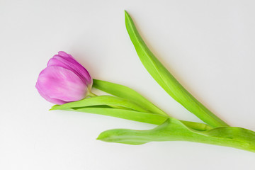 blooming purple tulip on white background