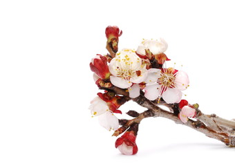 Pink apricot flowers blooming in spring, branch isolated on white background