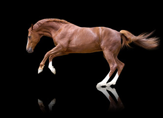 Fototapeta na wymiar Red horse with white legs jumping isolated on black background