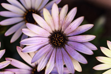Obraz premium Gerbera genus of plants in the Asteraceae (daisy family), Caring for African Daisies