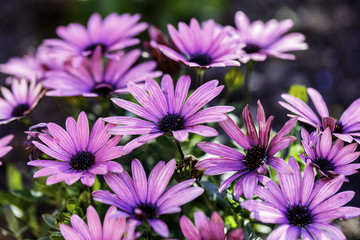 Obraz premium Gerbera genus of plants in the Asteraceae (daisy family), Caring for African Daisies