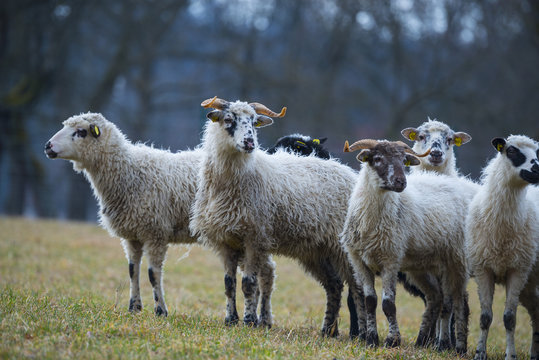 a sheep herd on a meadow (breed - valaska)