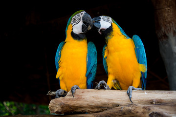  blue and yellow macaw © J.NATAYO
