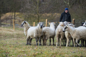 Fototapeta premium farmer with his sheep herd on meadow