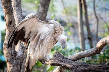 Vulture