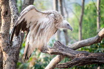 Vulture