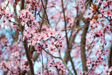 Cherry blossom in full bloom. Cherry flowers in small clusters on a cherry tree branch. Shallow depth of field. Focus on center flower cluster.