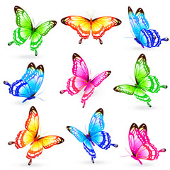 beautiful color butterflies,set, isolated  on a white
