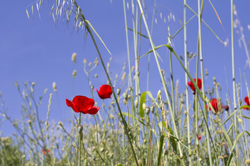 Poppies