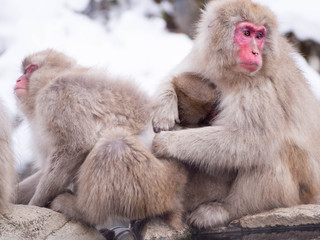 Naklejka premium Japanese Snow monkey Macaque in hot spring Onsen Jigokudan Park, Nakano,now Monkey Japanese Macaques bathe in onsen hot springs at Nagano, Japan.