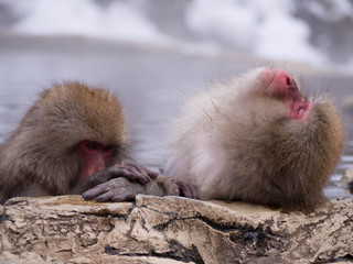 Obraz premium Japanese Snow monkey Macaque in hot spring Onsen Jigokudan Park, Nakano,now Monkey Japanese Macaques bathe in onsen hot springs at Nagano, Japan.