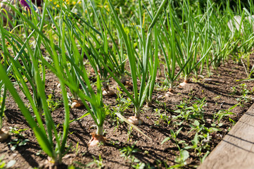 Green onion in the garden