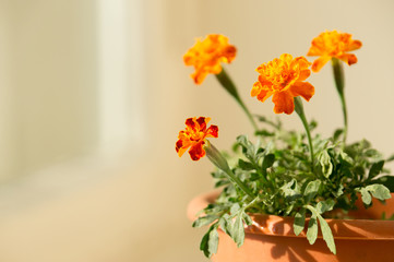 Flowers marigold grow to the sun