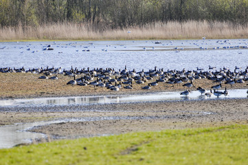 Many goose resting at pond