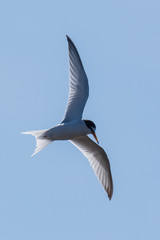 flying little tern, Sternula albifrons