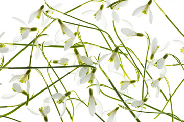 snowdrops isolated on a white background close up